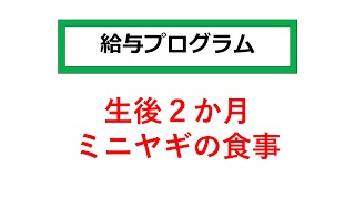 【愛知ヤギ農場】生後２か月ミニヤギの食事　2021撮影