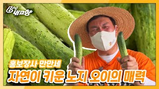 [6시 내고향] [홍보장사 만만세] 자연이 키운 노지 오이의 매력 속으로 - 충남 아산 | KBS 210615 방송