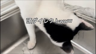 蛇口からお水を飲むのが下手な猫 善ちゃんwww