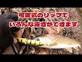 バリかっちょえぇー【湿原のナイスガイ】 フィッシュマン 湿原河川 アメマス