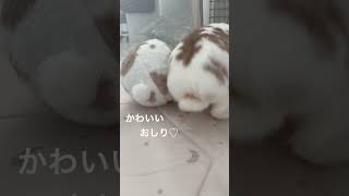 【大人気のうさけつ購入しました🐰】#ショート#ショート動画#うさぎ#うさぎのいる暮らし #うさぎのいる生活 #うさけつ#ボール#こじこ