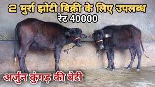 2 मुर्रा टॉप क्वालिटी कट्डीयां (झोटी) बिक्री के लिए उपलब्ध🏆Murra top quality Hippers for Sale। HR🥇