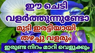 ഈ ചെടി വീട്ടിലുണ്ടോ? മുടി ഇരട്ടി വളരുംഷാംപൂ!ഇരുണ്ട മുഖവും വെളുത്തു തിളങ്ങും|#hairgrowthtipsmalayalam