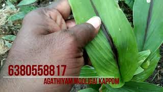 கருமஞ்சள் கிடைக்கும்/6380558817/black turmeric available