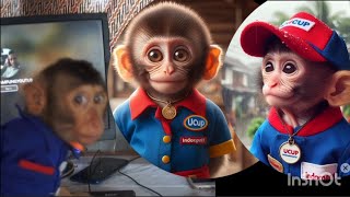 SiUcup || Si Ucup Bolos dari Kerjaannya di Indorapet #trending #viral #video #youtube #monkey