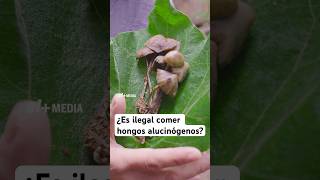 ¿Es ilegal comer hongos alucinógenos?