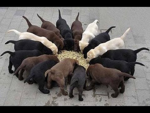 How Do I Choose A Puppy? How Do I Choose A Puppy?