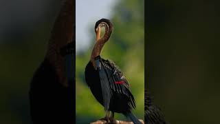 Oriental darter #bird