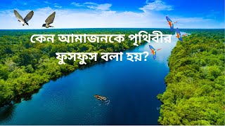 আমাজন জঙ্গল,রহস্যময় সৌন্দর্যের জন্য বিখ্যাত,#rainforest,#nature,#wildlife ,#plants,#news,#animals,