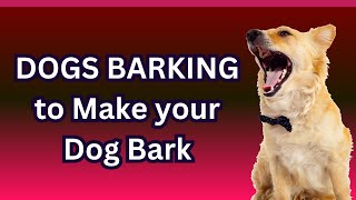 Dogs Barking to Make your Dog Bark | (See How Your DOG REACTS)