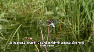 Vážka ploská - první větší hmyzí návštěvník chrudimského parku - Chrudim 10.6.2019