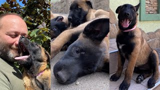 Puppies, brother and sister met a year later. Malinois Chelsea and Eli.