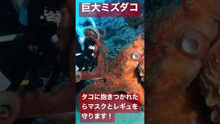 北海道 積丹 ミズダコ ダイビング Giant Octopus diving