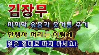 [텃밭농부 1,708]  김장무 마지막 솎음과 웃거름 주는 방법. 한랭사 처리. #김장무재배