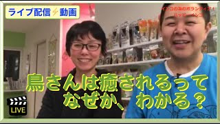 【2020.4.2ライブ配信】鳥さん癒される〜！なぜかわかる？鳥と生きる講演家！はがひでき   \u0026 ふわふわインコ