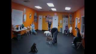 Puppy Kindergarten Group Classes with Urban Dawgs