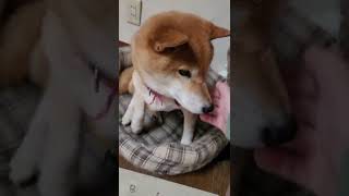 【柴犬】六花ちゃん：朝の声がけ。（2022/06/26）