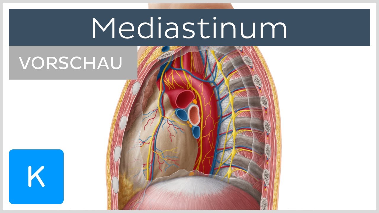 Mediastinum - Überblick (Vorschau) | Kenhub - YouTube