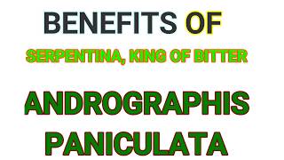 BENEFITS OF serpentina, king of Bitter, ANDROGRAPHIS PANICULATA