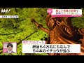 【中継】熊本県庁イチョウ並木の色づき具合は 県内の紅葉スポットの見頃はいつ