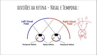 Anatomia da Visão 2 - Lesões Visuais