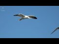 seagull spotted hitching a ride on another seagull in once in a lifetime footage