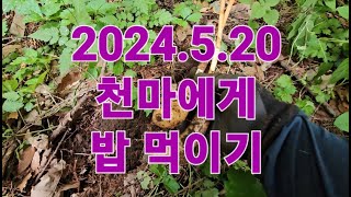 2024. 5. 20. 천마산행과 천마 밥 먹이기, #자연산천마, #약초