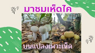 เก็บเห็ดไค ในแปลงเพาะเห็ด |บ้านสวนลุงหนวดปะอาว