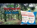 Manfaat Pupuk NPK Phonska Untuk Kelapa Sawit || Fungsi Phonska Untuk sawit