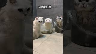 【#大战柴柯夫斯基】同时给家里三只猫洗澡,看看谁最乖?#谁能拒绝傻憨憨的小猫咪