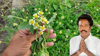 ఈ మొక్క ఎక్కడైనా కనిపిస్తే వెంటనే ఇంటికి తెచ్చుకోండి అస్సలు వదలకండి || gaddi chamanthi mokka