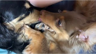 ママの手をぺろぺろ舐める子犬と老犬【ミニチュアダックスフンド/チワックス】