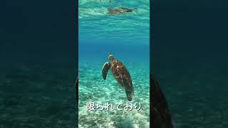 海亀と泳げる阿真ビーチ行かないと人生損する 【座間味島】#shorts