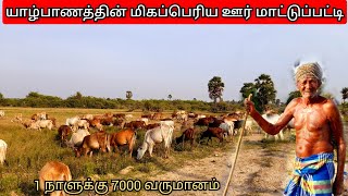 யாழ்பாணத்தின் மிகப்பெரிய மாட்டுப்பட்டி/The largest cow bar in Jaffna/srilankanboy/srilankanboyabi