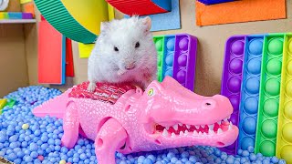 😱 Hamster Escape Maze - Hamster Cute pets Maze #hamsterescape #mazediytraps #ham