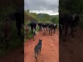 BOIADEIRO AUSTRALIANO NA LIDA COM O GADO. ROÇA SIMPRAO DE TUDO