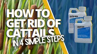 How To Get Rid Of Cattails In 4 Simple Steps - DIY Pond \u0026 Lake Management Tutorial