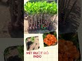 tìm mua cây mít ruột đỏ indo đẹp ở đâu tiên farm 0343434839