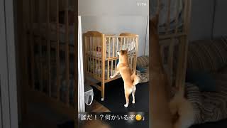 柴犬クラ吉\u0026心坊　ついにご対面