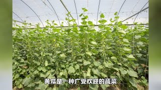 如何为水培黄瓜提供适宜的营养和pH值：掌握基础配方和测试技巧