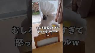 ママさんが帰宅すると激しく出迎えるオウム#shorts