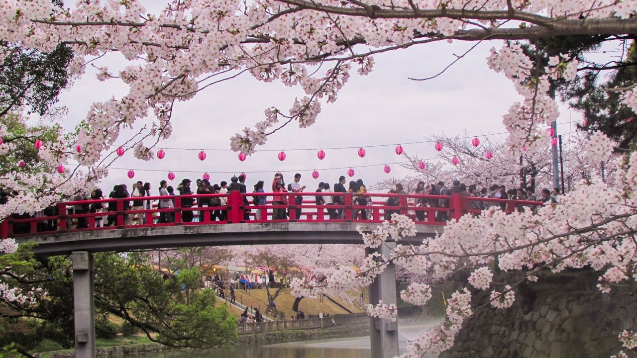 Japan's Cherry Blossom Festival - YouTube