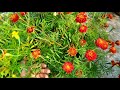 french marigold flowers plant కారపు బంతి పువ్వులు