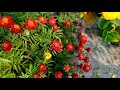 french marigold flowers plant కారపు బంతి పువ్వులు