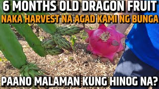 6 MONTHS OLD DRAGON FRUIT NAKAPAG-HARVEST NA NG BUNGA, PAANO MALAMAN KUNG HINOG NA| D' Green Thumb