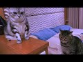 貓咪超聽博士的話？！博士與她的愛貓們 黑咖灰日記ep.12 dr. gracie and her beloved cats ep.12