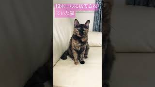 段ボール箱に捨てられた猫の末路🤭