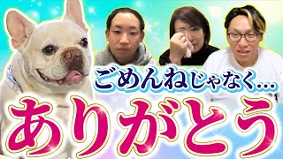 【動物とお話】天国でもそこ抜けに明るい、ブルドッグのでんちゃんとお話