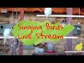 MedSeaBirds Live Stream