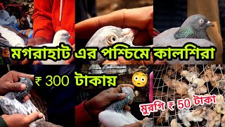 মগরাহাট এর পশ্চিমে কালশিরা ₹ 300 টাকায় , মুরগি ₹ 50 টাকা 😳 , Soumen pet valogs 2025